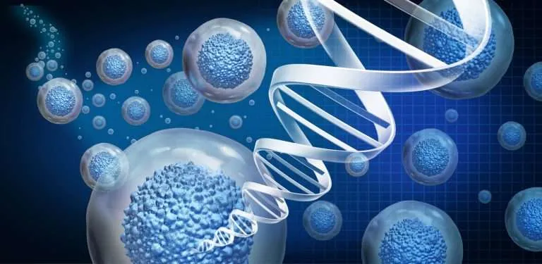 The Benefits and Risks of Stem Cell Therapy